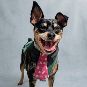 Corbata de Seda Premium para Perro, Tejido Texturizado Tango-Chirimen, Corbata de Alta Gama para Perro con Patrón de Conejo de la Suerte, Disponible en (S) (M) (L) (XL) - Product Image 3