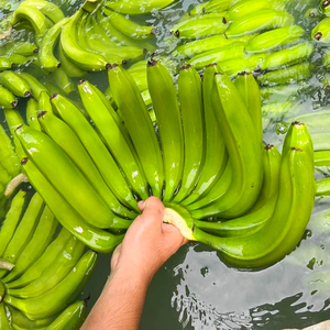 Bananes Fraîches Produit Premium Fabriqué à Partir de Fruits Tropicaux pour le Marché de Gros Vietnam par 99 Gold Data - Product Image 5