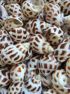 Coquillages océaniques naturels de qualité supérieure pour décor d'aquarium et œuvre d'art faite à la main Vietnam - Product Image 3