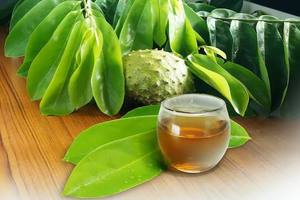 Dried Soursop Graviola Leaves Premium Natural Bulk Export Vacuum Packaging Private Label Made Vietnam Organic Black <b>Tea</b> Bags/<b>Box</b> - Product Image 5
