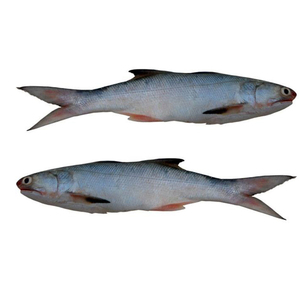 Salmón Fresco / Salmón - Salmón de Calidad de Exportación 100% - Product Image 3