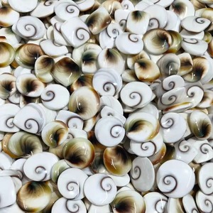 Cabujón de Ojo de Shiva de Grado Premium, Tamaño de Anillo, Abalorios Sueltos de Ojo de Shiva - Product Image 3