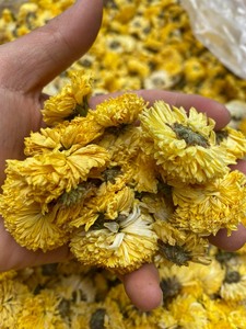 ดอกเบญจมาศแห้ง ผู้ผลิต OEM เวียดนาม วัตถุดิบดอกไม้ธรรมชาติ สำหรับทำชา ตกแต่ง ใช้สำหรับทำแบรนด์ส่วนตัว - Product Image 4