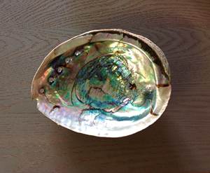 CONCHA ABALONE NATURAL PULIDA - Product Image 2