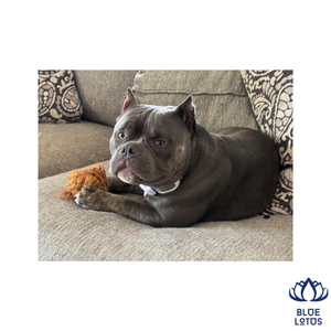 Balle en fibre de coco naturelle durable et écologique pour animaux de compagnie, jouet à mâcher non toxique et résistant pour soulager les dents des chiens, directement de l'usine. - Product Image 1