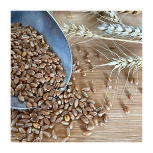 Granos de Trigo Listos para Pedidos Comerciales con Suministro Confiable y Envío Rápido - Product Image 1