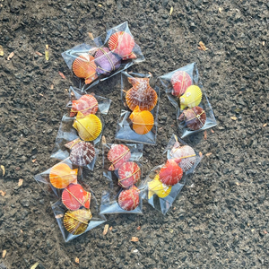 เปลือกหอยทะเลคัดสรรด้วยมือจากเวียดนาม สำหรับจานสบู่สุดหรูและชุดเสิร์ฟอาหารเรียกน้ำย่อยแสนอร่อย โดย 99 โกลด์ ดาต้า - Product Image 6