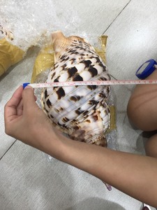 [FOURNISSEUR PRINCIPAL] Cabochon plat en coquille de Paua naturelle |   Coquille d'ormeau irisée polie, écologique et faite à la main pour la création de bagues DIY - Product Image 3
