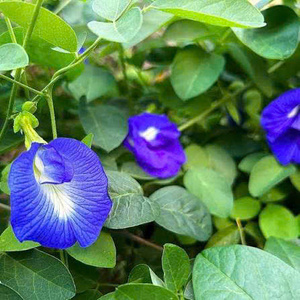EXPAD Butterfly Pea Flower Powder Organic <b>Slimming</b> Herbal <b>Tea</b> Bagged Vietnam - Product Image 3