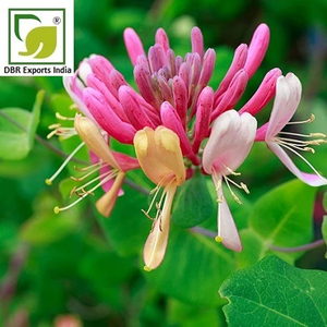 Extracto de Flor de Madreselva de Alta Calidad para Perfumes de Lujo, Fragancias, Cosméticos y Aplicaciones de Belleza - Product Image 1
