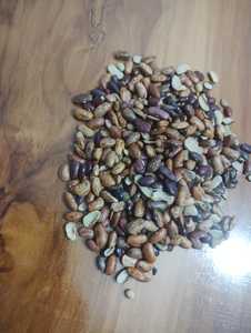 Frijoles Rojos Premium (Rajma) |   Frijoles secos |   Proveedor y Exportador a Granel de la India - Product Image 4