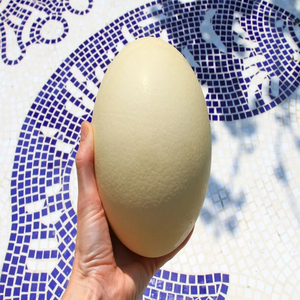 Fournisseur fiable d'œufs d'autruche frais de qualité supérieure et de grande taille - Product Image 3
