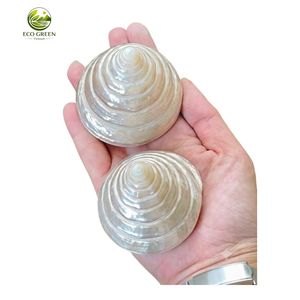 Coquilles de Trochus Naturelles Polies à Motifs, Cônes Modernes au Toucher Réel pour Artisanat Thème Plage, Ornement de Table – Fournisseur en Gros - Product Image 2