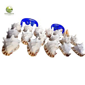 Conchas Marinas Orgánicas Pulimentadas Tutufa Bubo, Decoración Rústica Moderna y Ecológica para el Hogar - Product Image 6