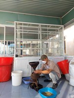Café Vert Robusta Arabica Certifié ISO 22000 du Premier Exportateur Vietnamien, Grade G1, Marque AGRIKIM, Grains de Haute Qualité