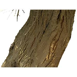 Fabricante Directo de Corteza Seca de Acacia Arábica, Ingrediente Herbal Premium, Venta al Por Mayor - Product Image 1