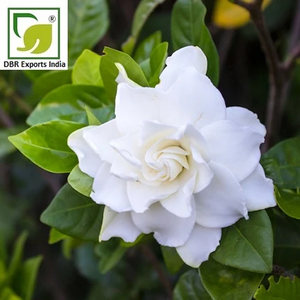 Gardenia Essential Oil Wholesale Supplier for Aromatherapy Cosmetic and Home Fragrance Products - Product Image 3