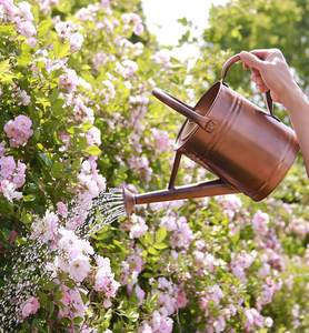 Vintage Galvanized Steel Watering Can for Outdoor Plants Gallon Metal Copper Finish Gardening Watering Can with Long Spout - Product Image 2