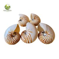 Coquille de Nautilus Rare de Qualité Supérieure, Spirale Naturelle de l'Océan, Décoration de Luxe, Cadeau, Objet de Collection Unique, Artefact Marin à Exposer
