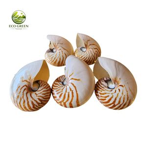 Concha de Nautilus Rara, Calidad Premium, Espiral Natural del Océano, Decoración de Lujo, Regalo Coleccionable, Artefacto Marino Único para Exhibición - Product Image 5