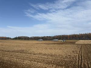 Yam chino de excelente calidad, sabor rico, textura densa, vegetales frescos de Japón, en venta. - Product Image 6