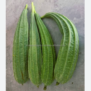 Calabaza Fresca Orgánica de Granja, Suministro Directo, Calidad de Exportación, Luffa Verde de Bangladesh, Six Season Agro Traders - Product Image 4