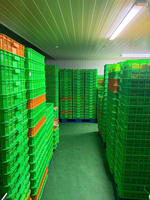Tranches de mangue séchées, collation fruitée sucrée, emballage en vrac du Vietnam pour les détaillants, importateurs et distributeurs alimentaires