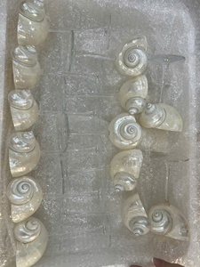 Vasos de conchas marinos hechos a mano para vajilla de boda elegante/copas de vino costeras bohemias decoración de eventos para Bodas de playa o Jardín - Product Image 3