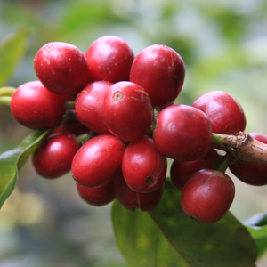 Wholesale Bulk Vietnam <b>Robusta</b> <b>Coffee</b> <b>Beans</b> Natural Unroasted OEM ODM Export Grade Green <b>Coffee</b> Seed Moisture 12% Colored Bulk - Product Image 2
