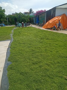 POUDRE D'ALGUE VERTE POUR ANIMAUX OU ENGRÈS EN PROVENANCE DU VIETNAM AU MEILLEUR PRIX Mme Lily - Product Image 3