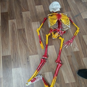 Modelo de Esqueleto Humano, Equipo de Entrenamiento de Seguridad, Ayuda Didáctica Anatómica Masculina y Femenina para la Educación Médica - Product Image 4