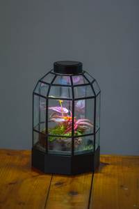 Terrarium décoratif personnalisé en métal et verre, jardinière moderne en verre pour plantes d'intérieur, succulentes, plantes aériennes et terrarium DIY - Product Image 2