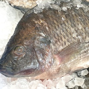 Tilapia Congelada de Primera Calidad, Pescado Entero para Importadores, con Procesamiento Limpio y Embalaje Seguro para Exportación en Cajas - Product Image 6
