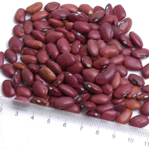 Suministro de frijoles rojos secos naturales con rico sabor y textura limpia para estándares de compradores mayoristas internacionales de alimentos - Product Image 1