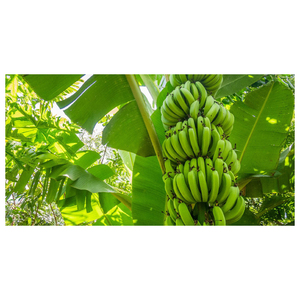 Plátano Cavendish Verde Fresco de Buena Calidad - Product Image 6