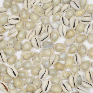 Conchas de Cauri Naturales, Cuentas de Concha de Cauri, Conchas Blancas para Joyería, Manualidades, Decoración, Venta al por Mayor - Product Image 2