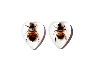 Cabujón de Plástico con Especímen Real de Abeja, Forma de Corazón, 17x21 mm, Base Plana Blanca, para Manualidades y Joyería - Product Image 2