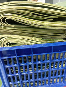 ใบตองเวียดนามสดและแช่แข็ง จำหน่ายจำนวนมาก สำหรับห่ออาหาร เกรดส่งออก ใช้ในร้านอาหาร - คุณทารินา - Product Image 5