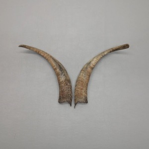 Paires de cornes de chèvre naturelles, finition rustique, écologiques, neuves, de haute qualité pour la décoration et l'artisanat - Product Image 5