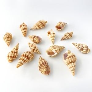 Perles en coquillages marins, coquillages en spirale, coquillages de mer à bon prix, vente en gros de coquillages, différents types de coquillages - Product Image 1