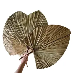 Vietnam fabrika kaliteli kuru çiçek ağartılmış Cattail Fan kurutulmuş palmiye yaprağı