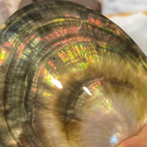 Polished Vietnam Black Lipped Oyster Shell 60-80mm Mother Of Pearl For High End Watch Dial Material 99 Gold Data - Product Image 2