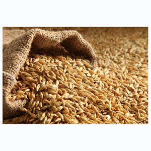 Cebada 100% Orgánica al por Mayor para Malteado, Grano de Cebada Listo para Exportación / Excelente Cebada a Granel en Venta - Product Image 2