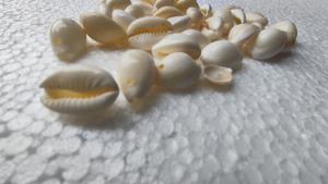 Conchas Marinas Decorativas Naturales - Conchas Oceánicas Tropicales Grandes para Decoración del Hogar y Manualidades Náuticas - Product Image 5