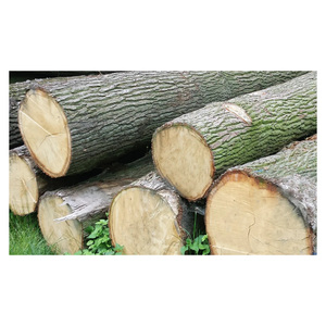 Troncos de Madera de Roble de Calidad de Exportación, Cuidadosamente Cosechados y Procesados para Compradores y Fabricantes Internacionales de Madera - Product Image 1
