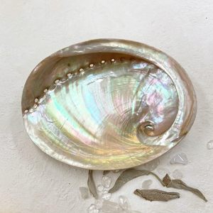 Natural <b>abalone</b> <b>shell</b> nautical beach decor sea <b>shells</b> from <b>abalones</b> for smudging sage burning - Product Image 3