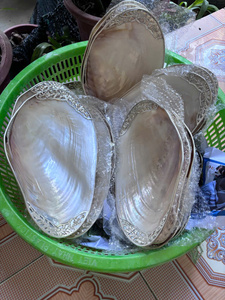 ถาดเปลือกหอยธรรมชาติขัดเงา จานมุก จานใส่ไข่ปลาคาเวียร์ งานฝีมือทำมือ ของขวัญสุดหรู ขายส่ง - Product Image 5