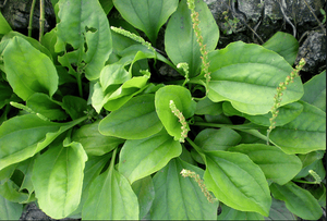 Esencia Botánica Oriental: Hojas Secas de Plantago Asiatica para Compradores de Hierbas en Todo el Mundo - Product Image 6