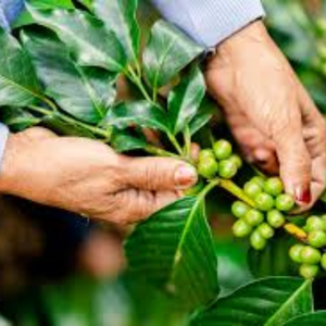 Vietnam <b>Robusta</b> <b>Coffee</b> <b>Beans</b> Sustainable Supply – OEM ODM Bulk Natural Green Unroasted Seeds Export, 12% Moisture Grade Standard - Product Image 5