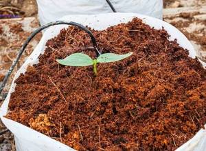 Bloc de cocopeat compressé du Vietnam, substrat organique pour plantes et pépinières - Product Image 4